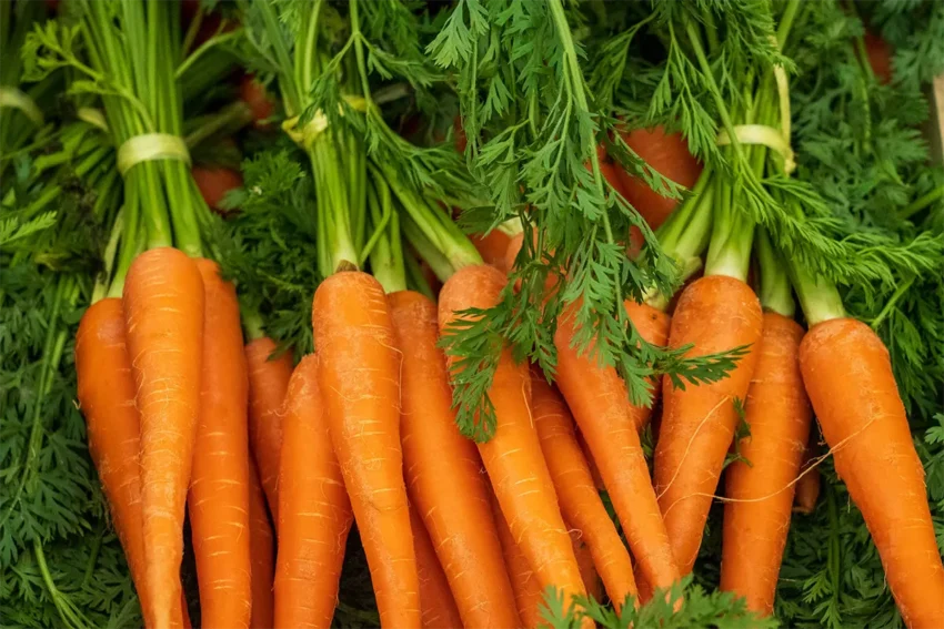 Bunch of carrots