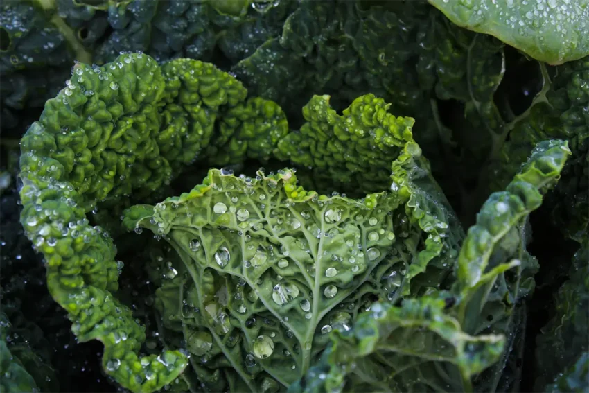 Green Kale