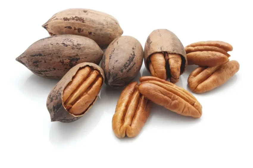 Pecan